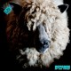 Le Jad & Ordoeuvre - Revenge Of The Sheep - LP
